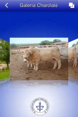 Play CHAROLAIS