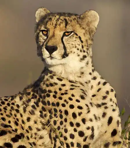 Play Cheetah (animal) sounds ~ Sboard.pro  and enjoy Cheetah (animal) sounds ~ Sboard.pro with UptoPlay