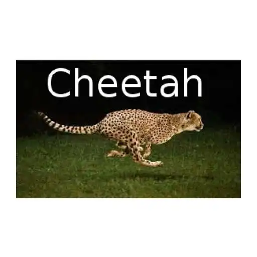 Play Cheetah - Free Version APK
