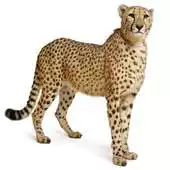 Free play online cheetah HD Wallpaper APK Free play online cheetah HD Wallpaper APK