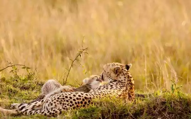 Play cheetah HD Wallpaper