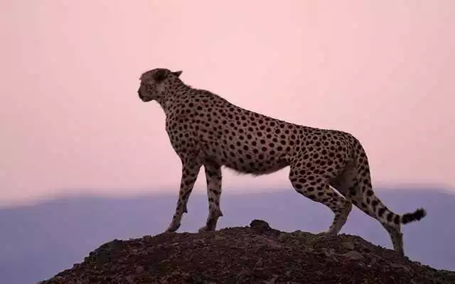 Play cheetah HD Wallpaper