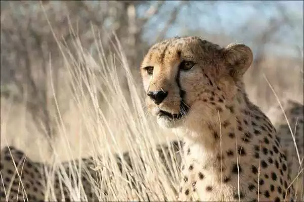 Play cheetah HD Wallpaper
