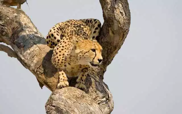 Play cheetah HD Wallpaper