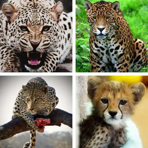 Play Cheetah HD Wallpapers APK Play Cheetah HD Wallpapers APK