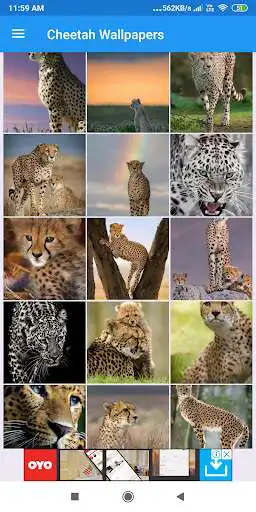 Play Cheetah HD Wallpapers  and enjoy Cheetah HD Wallpapers with UptoPlay
