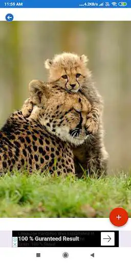 Play Cheetah HD Wallpapers as an online game Cheetah HD Wallpapers with UptoPlay
