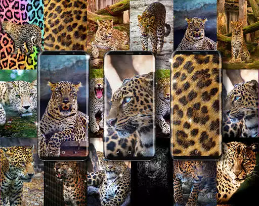 Play Cheetah leopard live wallpaper  and enjoy Cheetah leopard live wallpaper with UptoPlay
