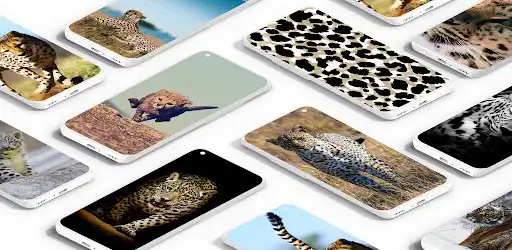 Play Cheetah Leopard Wallpaper  and enjoy Cheetah Leopard Wallpaper with UptoPlay