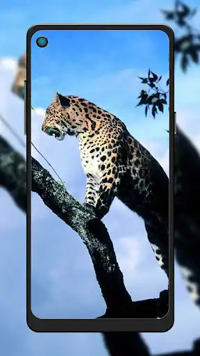 Play Cheetah Leopard Wallpaper as an online game Cheetah Leopard Wallpaper with UptoPlay