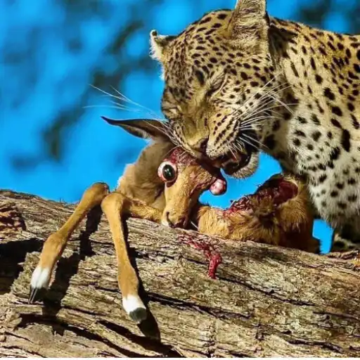 Play Cheetah Leopard Wallpapers Hd APK