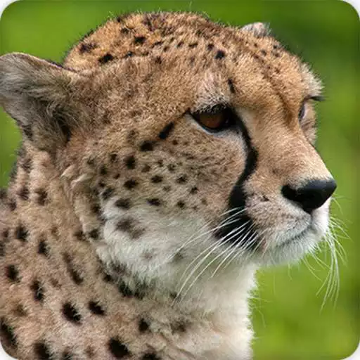 Play Cheetah Sounds Ringtones APK Play Cheetah Sounds Ringtones APK