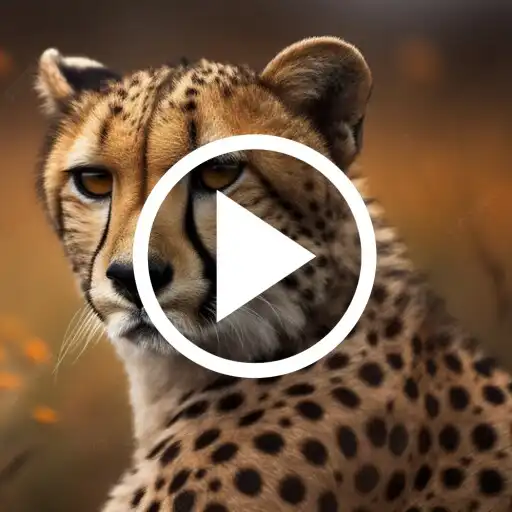 Play Cheetah Video Wallpaper APK
