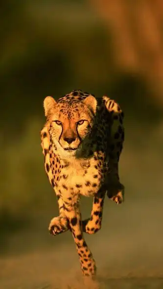 Play Cheetah Video Wallpaper and enjoy Cheetah Video Wallpaper with UptoPlay Play Cheetah Video Wallpaper and enjoy Cheetah Video Wallpaper with UptoPlay
