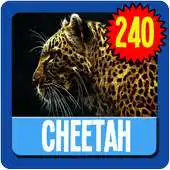 Free play online Cheetah Wallpaper HD Complete APK