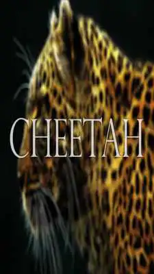 Play Cheetah Wallpaper HD Complete Play Cheetah Wallpaper HD Complete