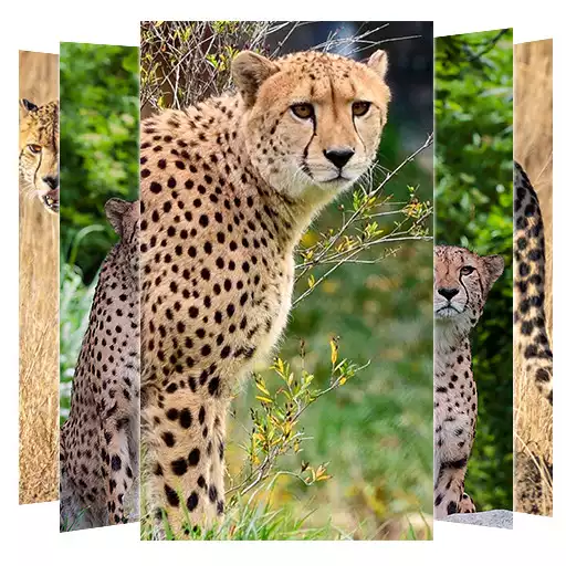 Play Cheetah Wallpapers APK Play Cheetah Wallpapers APK