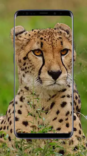 Play Cheetah Wallpapers  and enjoy Cheetah Wallpapers with UptoPlay