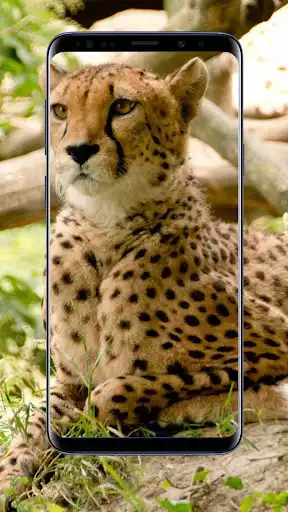 Play Cheetah Wallpapers as an online game Cheetah Wallpapers with UptoPlay