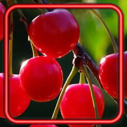 Play Cherry Berries APK