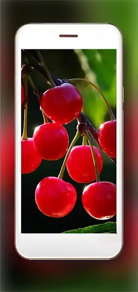 Play Cherry Berries and enjoy Cherry Berries with UptoPlay Play Cherry Berries and enjoy Cherry Berries with UptoPlay