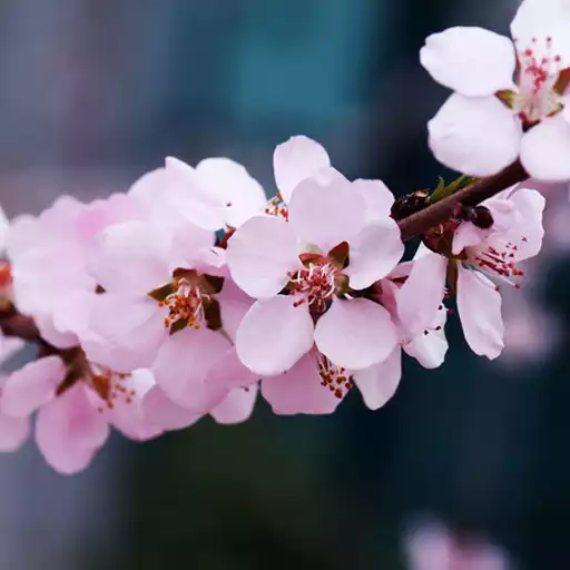 Play Cherry Blossom Live Wallpaper APK