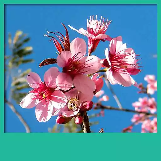 Free play online Cherry Blossom Live Wallpapers APK Free play online Cherry Blossom Live Wallpapers APK