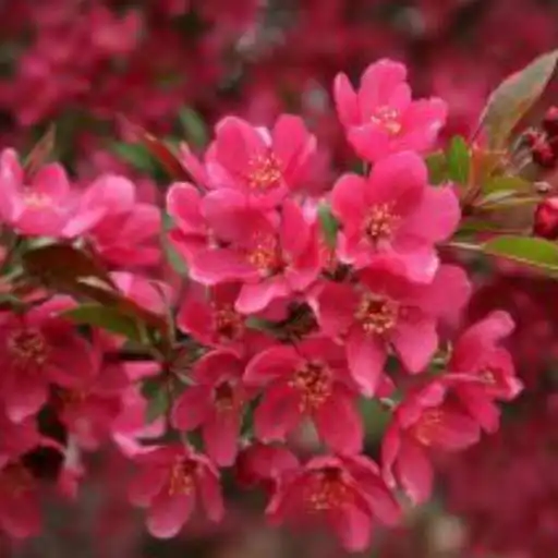 Free play online Cherry Blossoms Keyboard APK