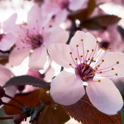 Free play online Cherry Blossom Wallpaper HD APK