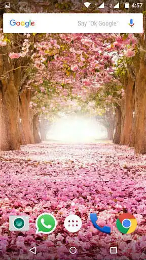 Play Cherry Blossom Wallpaper HD Play Cherry Blossom Wallpaper HD