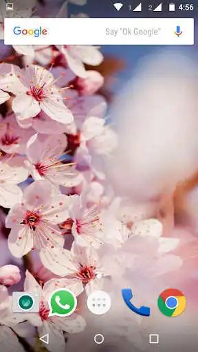 Play Cherry Blossom Wallpaper HD Play Cherry Blossom Wallpaper HD