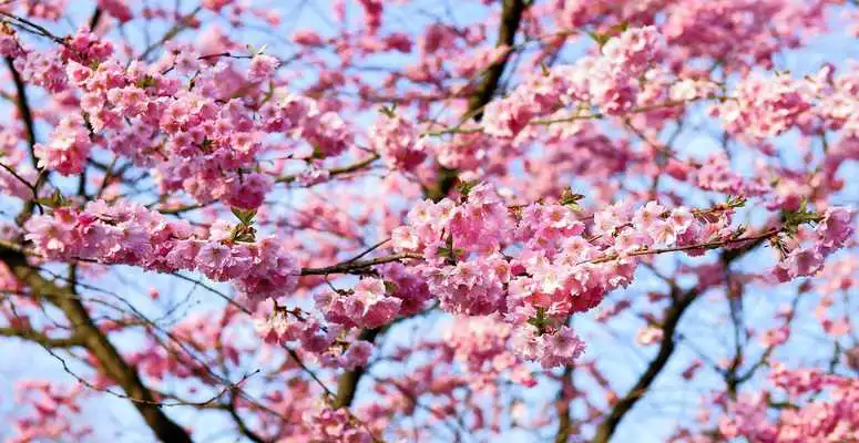 Play Cherry Blossom Wallpaper HD Play Cherry Blossom Wallpaper HD
