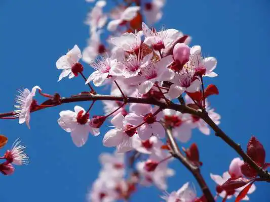 Play Cherry Blossom Wallpaper HD Play Cherry Blossom Wallpaper HD