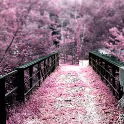 Free play online Cherry blossom wallpaper APK Free play online Cherry blossom wallpaper APK