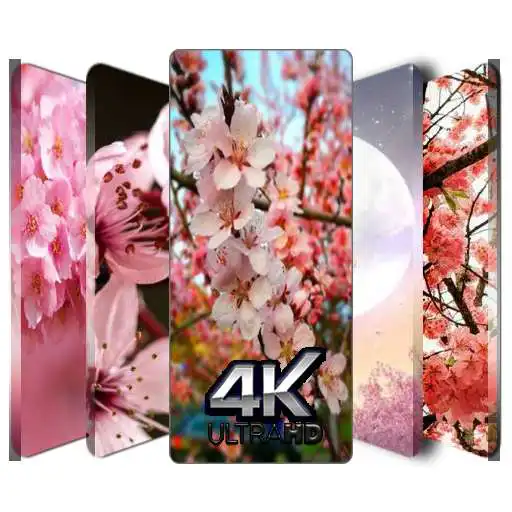 Play Cherry Blossom Wallpapers App APK