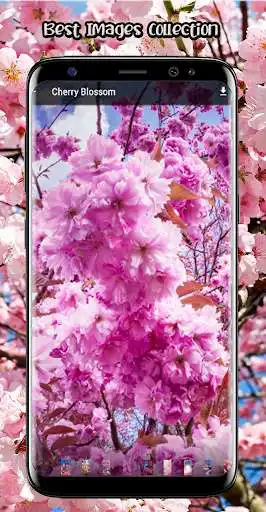 Play Cherry Blossom Wallpapers App as an online game Cherry Blossom Wallpapers App with UptoPlay