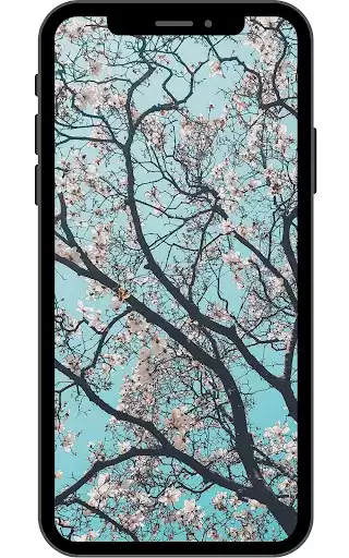 Play Cherry blossom wallpaper