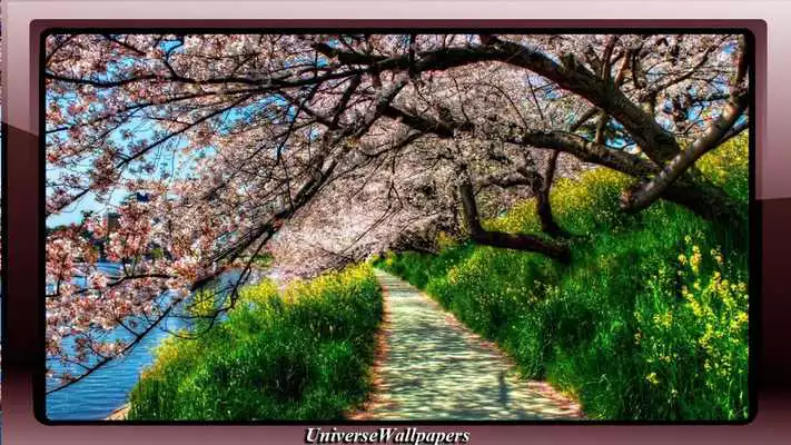 Play Cherry blossom wallpaper
