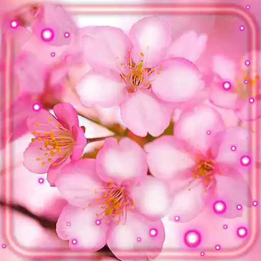 Play Cherry Sakura Flowers APK Play Cherry Sakura Flowers APK