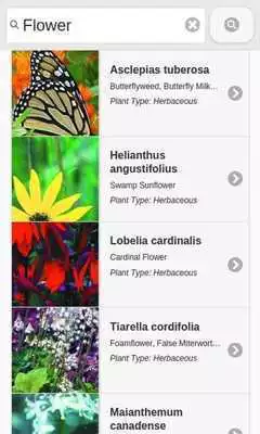 Play Chesapeake Native Plants
