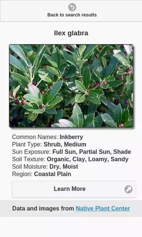 Play Chesapeake Native Plants