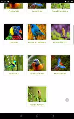 Play Chetty Parrots