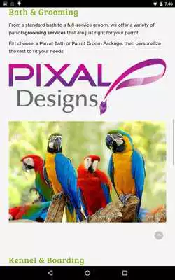 Play Chetty Parrots