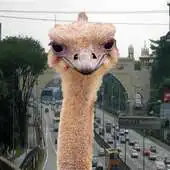 Free play online Chickaboo Highway Run APK Free play online Chickaboo Highway Run APK