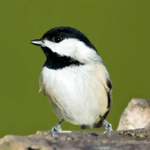 Play Chickadee Sounds APK Play Chickadee Sounds APK