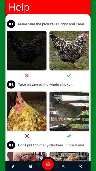 Play Chicken Breed Identifier as an online game Chicken Breed Identifier with UptoPlay