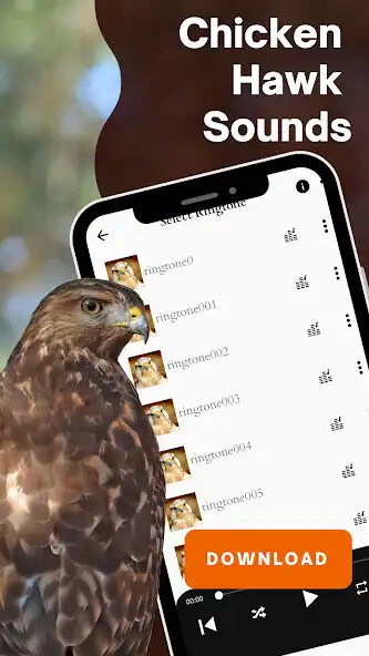 Play Chicken hawk sounds  and enjoy Chicken hawk sounds with UptoPlay