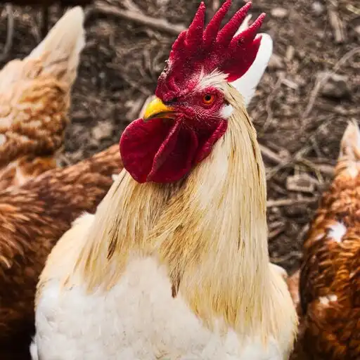 Play Chicken ringtone funny APK