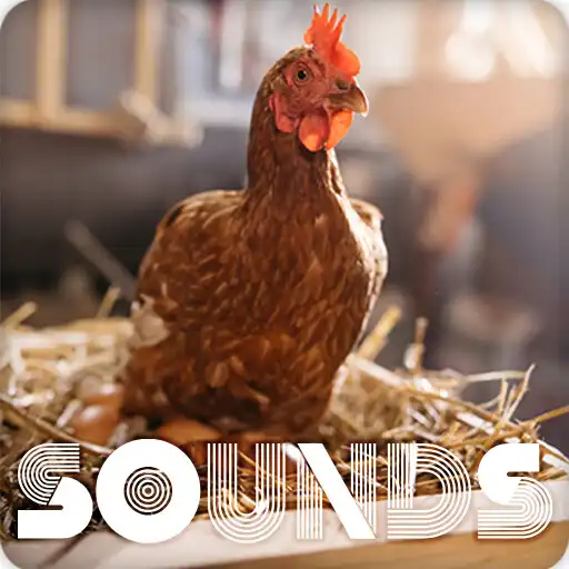 Play Chicken Sound Ringtones APK