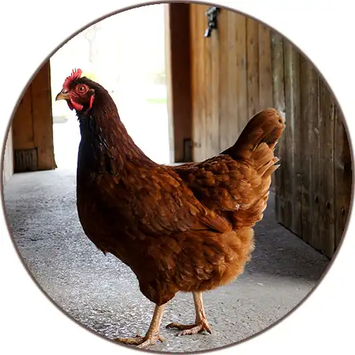 Free play online Chicken sounds APK Free play online Chicken sounds APK